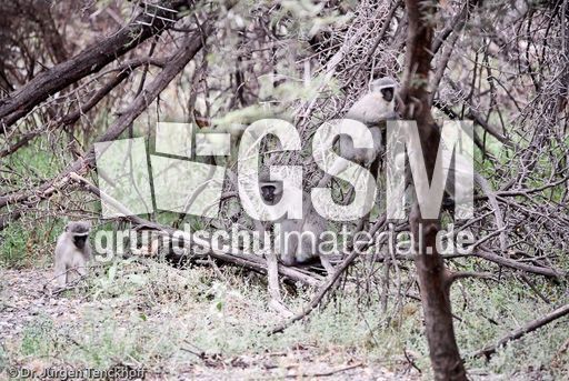 Grüne Meerkatzen (34 von 67).jpg